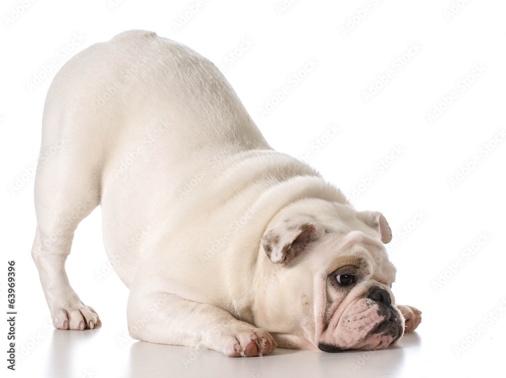 english bulldog