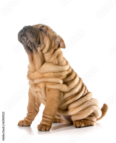 Foto chinese shar pei puppy