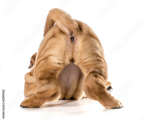 female dog bum photo