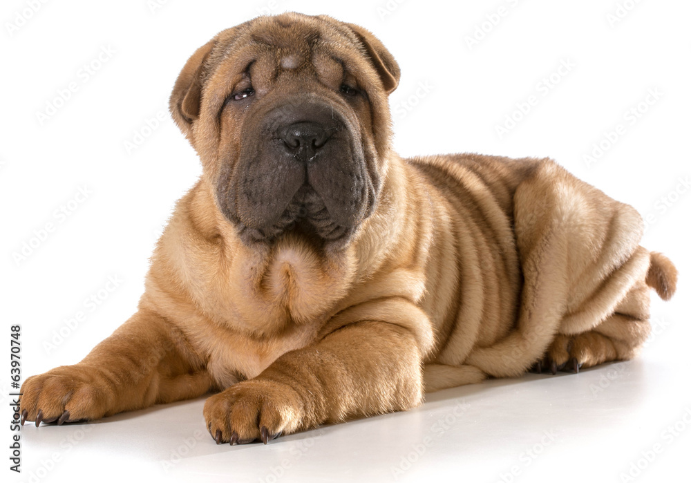chinese shar pei puppy