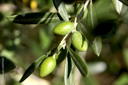 Wallpaper Mural Les Olives Torontodigital.ca
