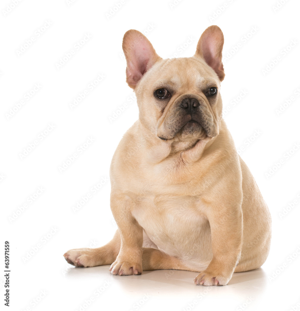 french bulldog sitting