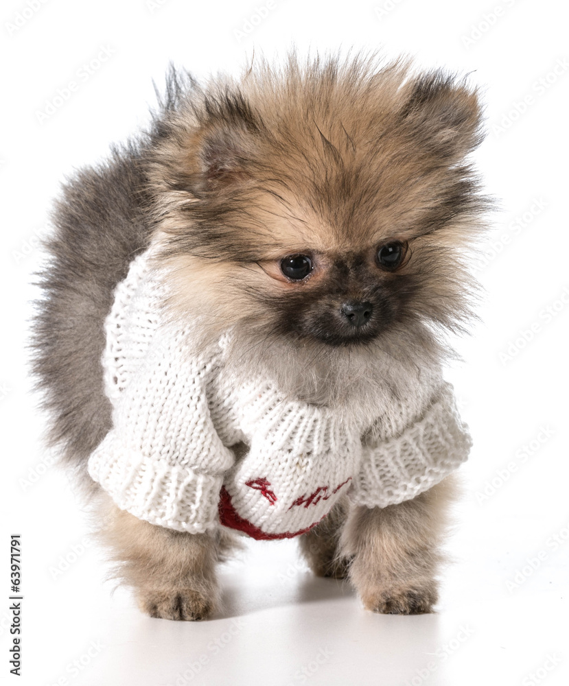 Obraz premium valentine's day puppy