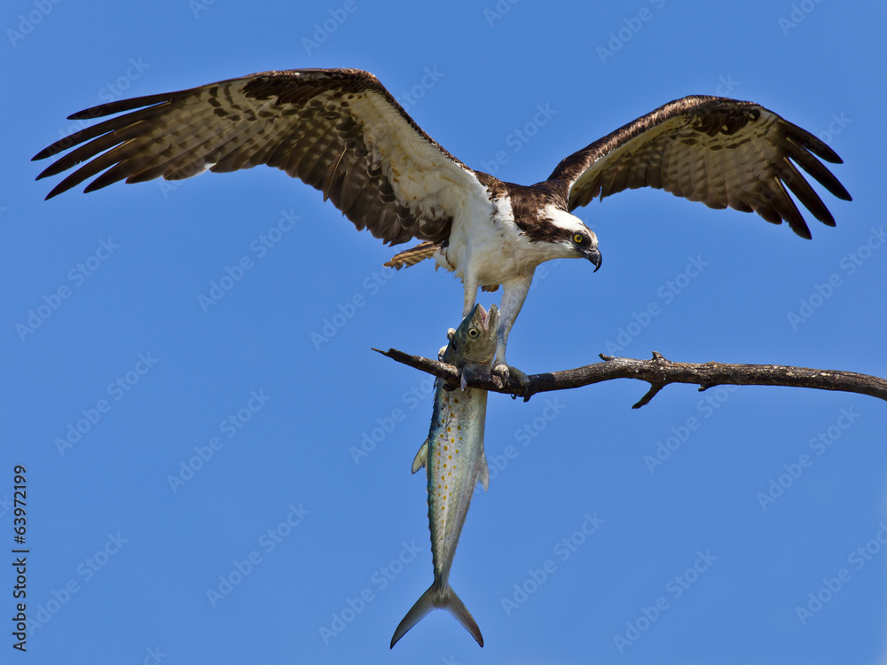 Osprey (Sea Hawk) with fish and open wings