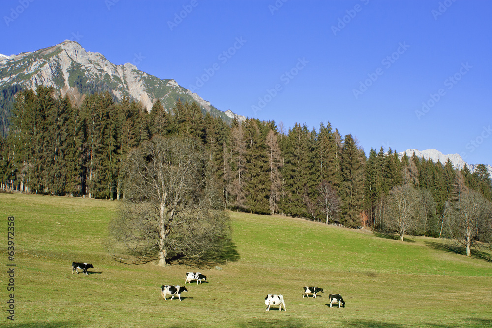 Kuhherde - Ramsau am Dachstein Kuhherde - Ramsau am Dachstein