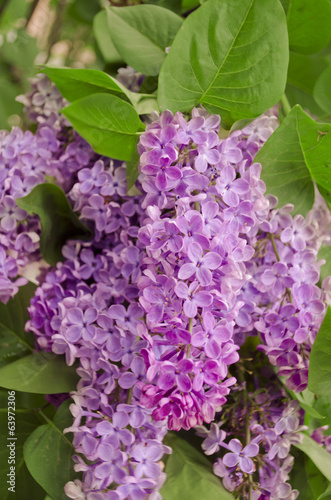 Syringa Lilac background