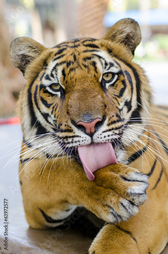 A bengal tiger licking his paw