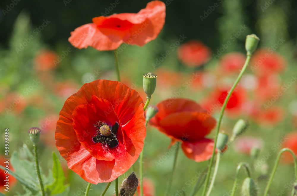 Obraz premium czerwone maki