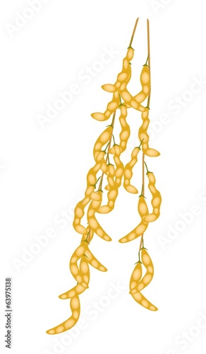 Delicious Dried Yellow Soybeans on A Twig