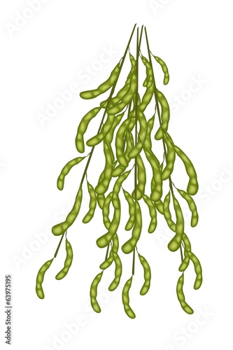 Delicious Fresh Green Soybeans on A Twig