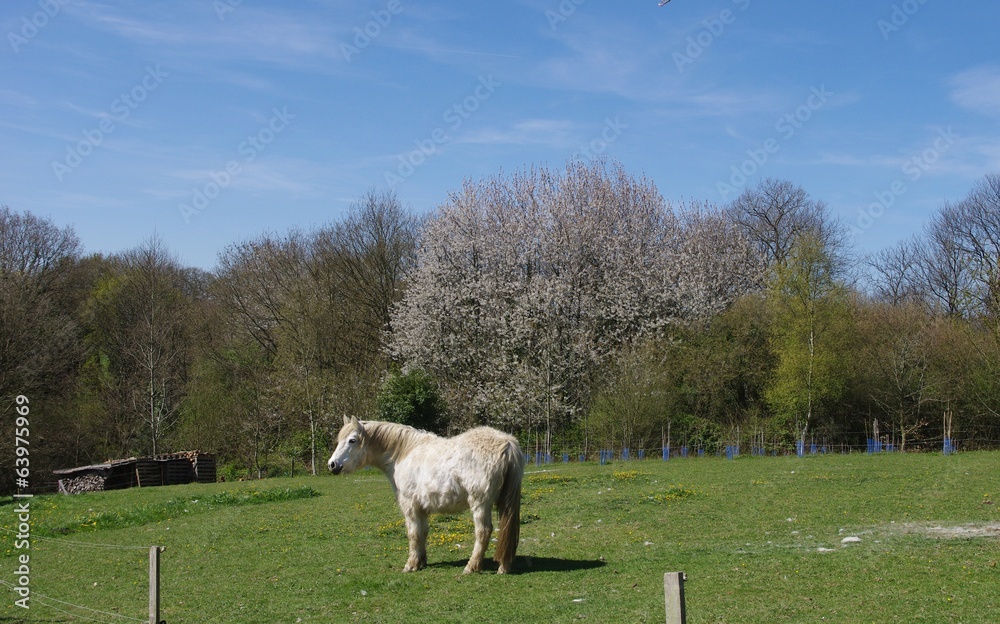 Campagne bretonne