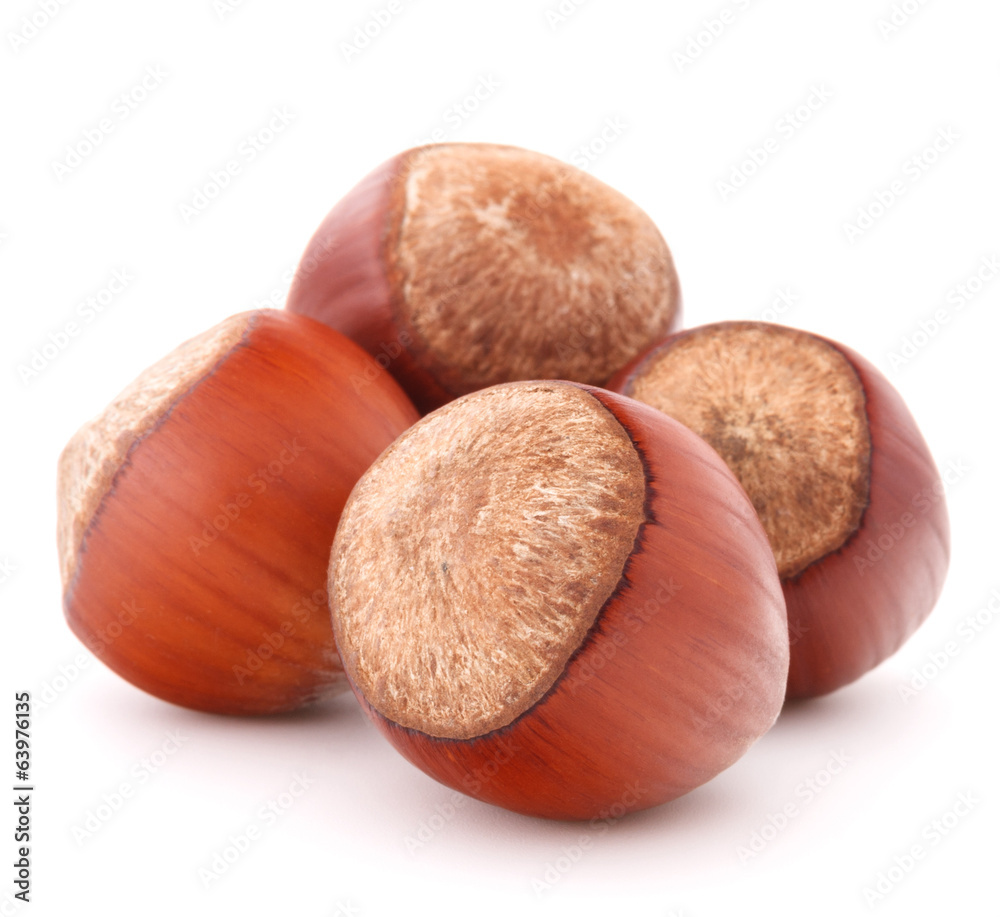 hazelnut or filbert nut isolated on white background cutout hazelnut or filbert nut isolated on white background cutout