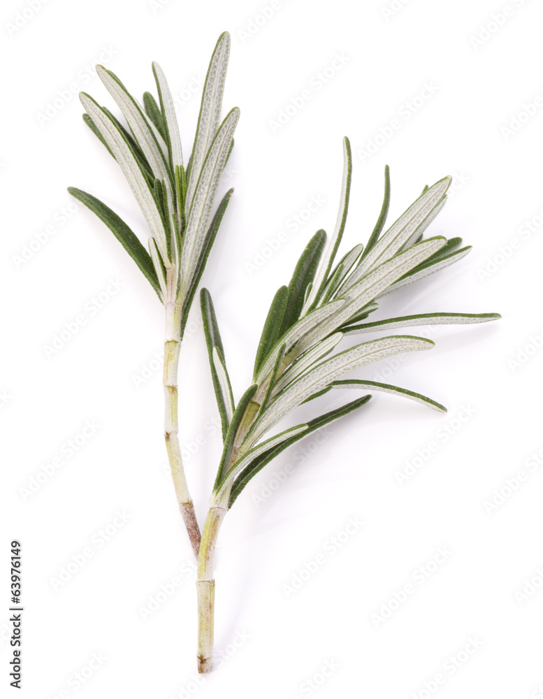 Fototapeta premium rosemary herb spice leaves isolated on white background cutout