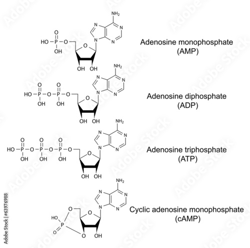 Structural chemical formulas of adenosine phosphates photo