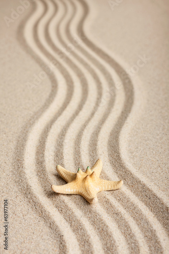 Starfish lying on the sand