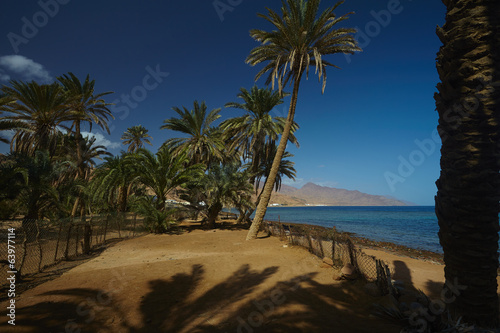Fototapeta Naklejka Na Ścianę i Meble -  nice palm trees