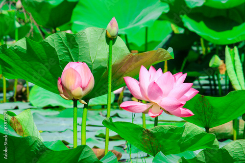 beautiful lotus blossoms or water lily flowers nature background