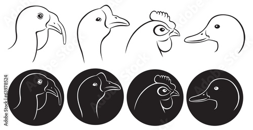 poultry