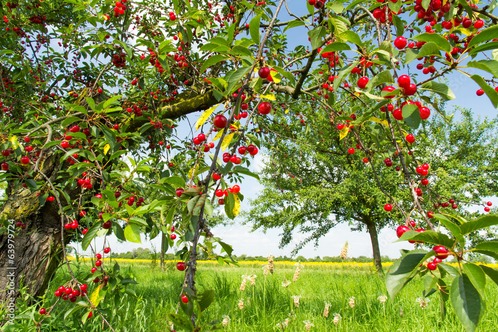 Photos Kirschbaum