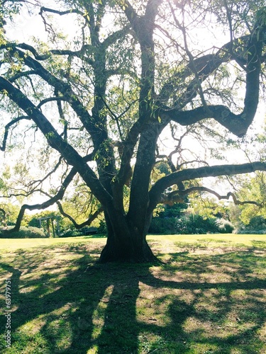 large tree with shadows
