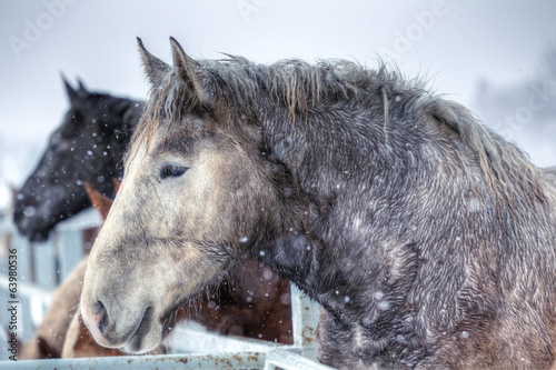 冬の馬 © makieni