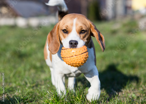 Playful Beagle Dog