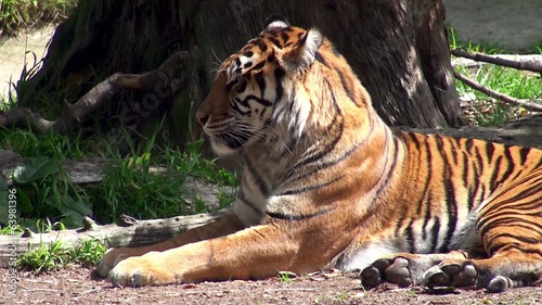 Sumatran Tiger.