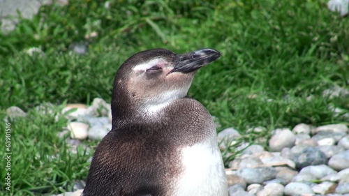 Magellanic Penguin (Spheniscus magellanicus).
