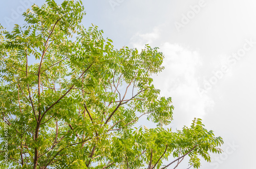 Azadirachta indica tree