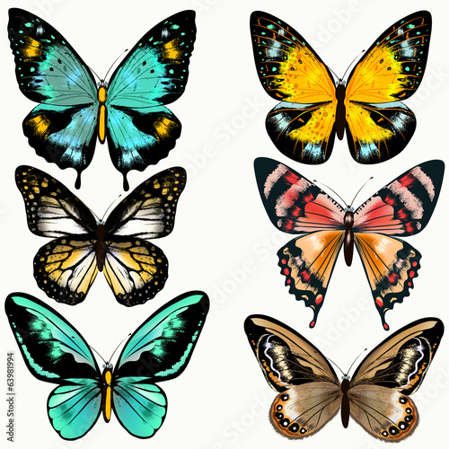 Collection of colorful vector butterflies for design