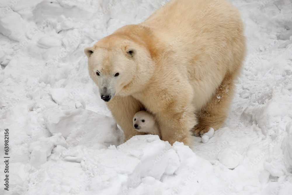white bear