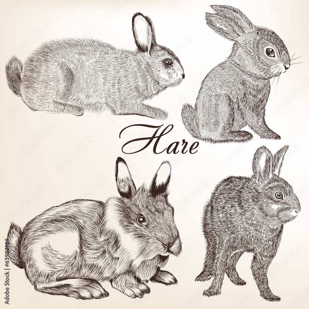 Naklejka premium Vector set of hand drawn rabbits