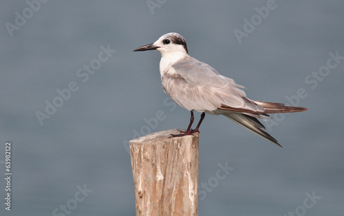 Whiskered Tern (Chlidonias hybrida)