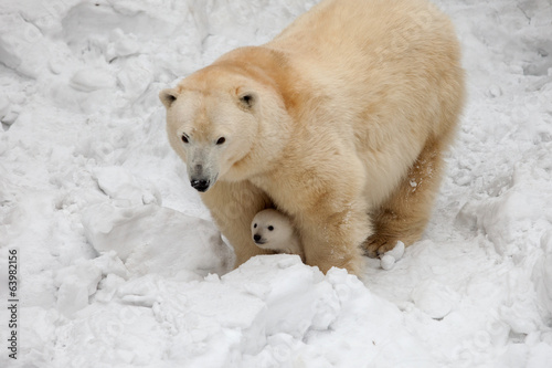 white bear
