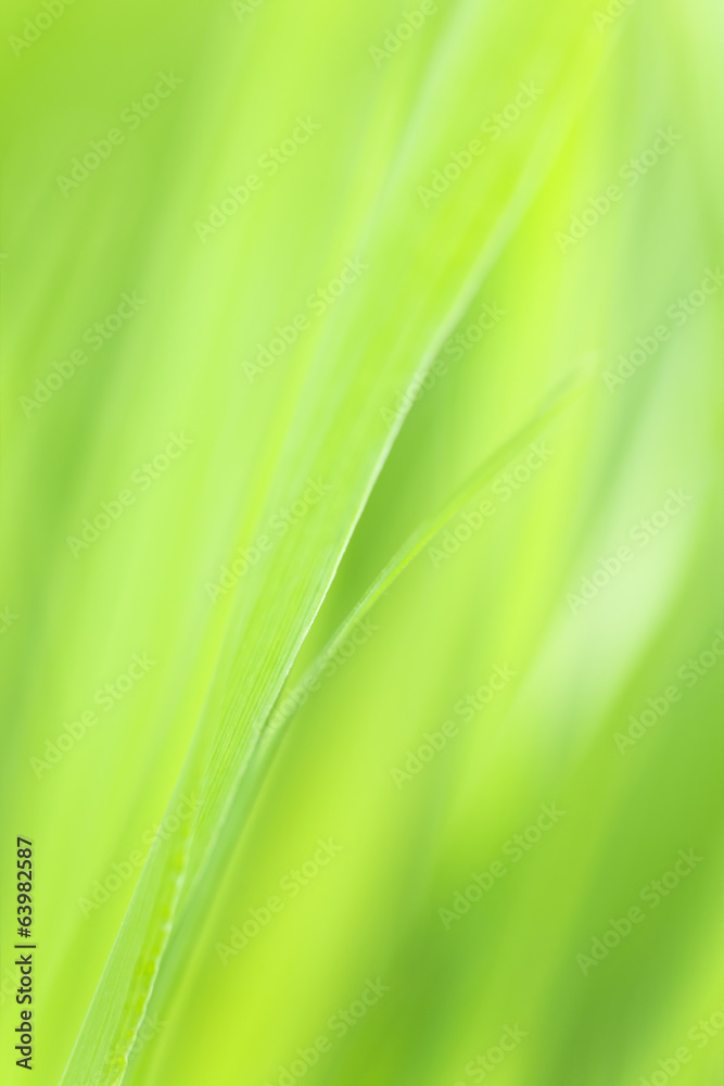 Photo of vibrant plant leafs Photo of vibrant plant leafs