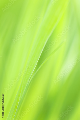 Photo of vibrant plant leafs