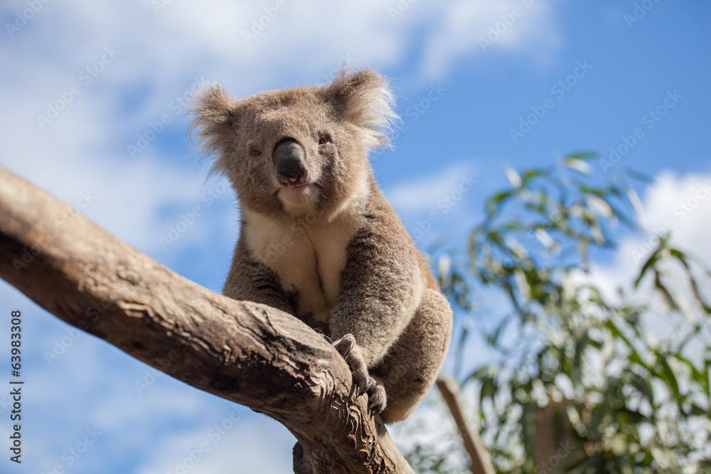 Obraz premium Portret Koala siedzącego na gałęzi