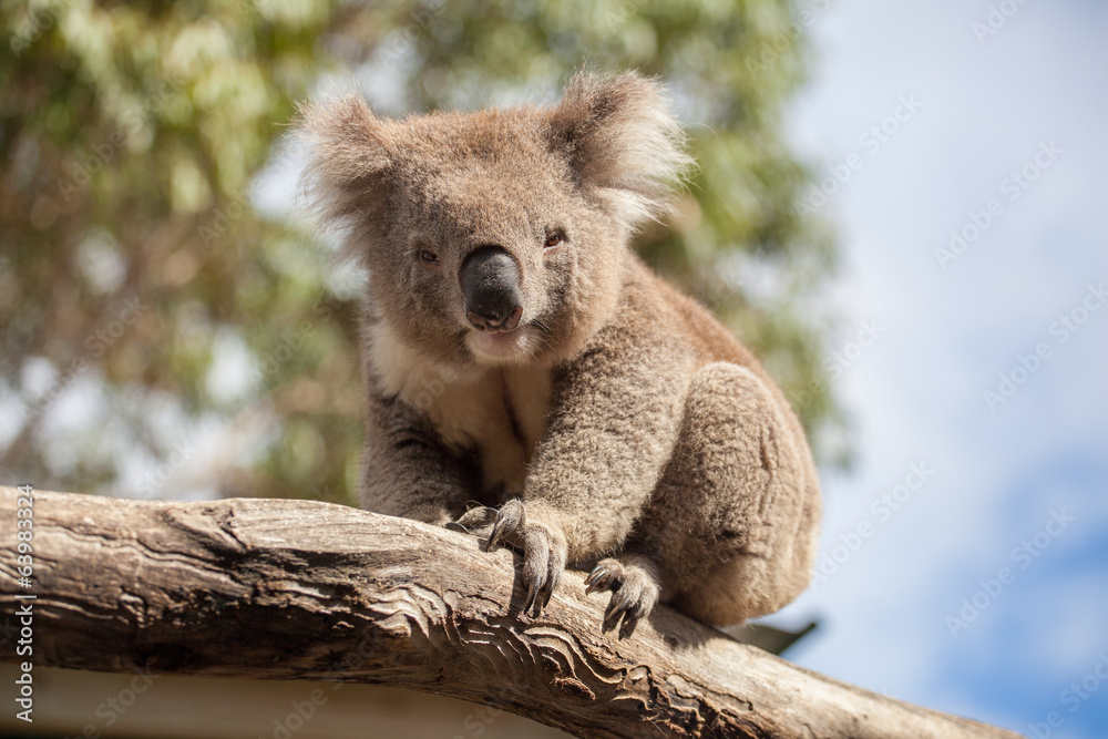 Obraz premium Portrait of Koala sitting on a branch