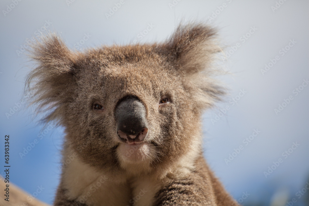 Fototapeta premium Extreme closeup of Koala