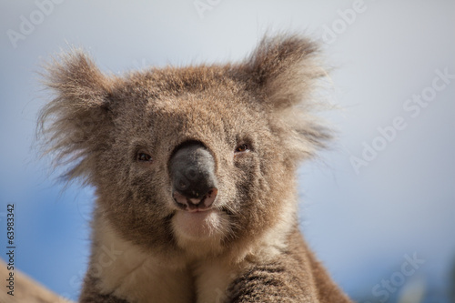 Extreme closeup of Koala
