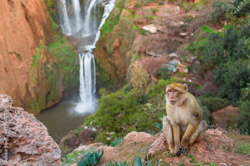 Portrait of a monkey on Ouzoud Waterfall in Morocco © danmir12
