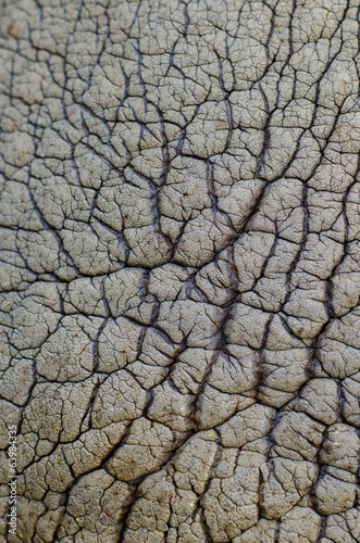 rhinoceros skin patterns
