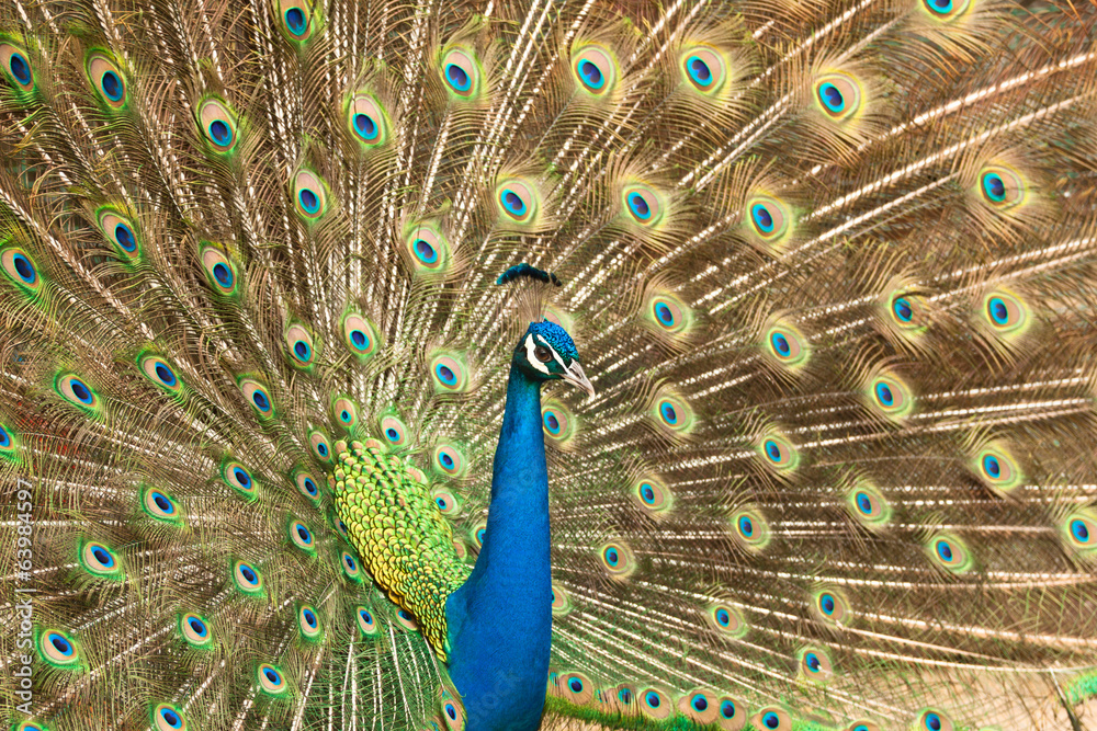 Obraz premium Peacock