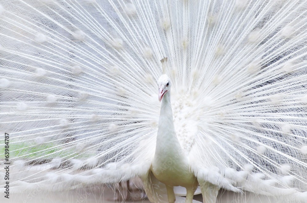 Naklejka premium White peacock