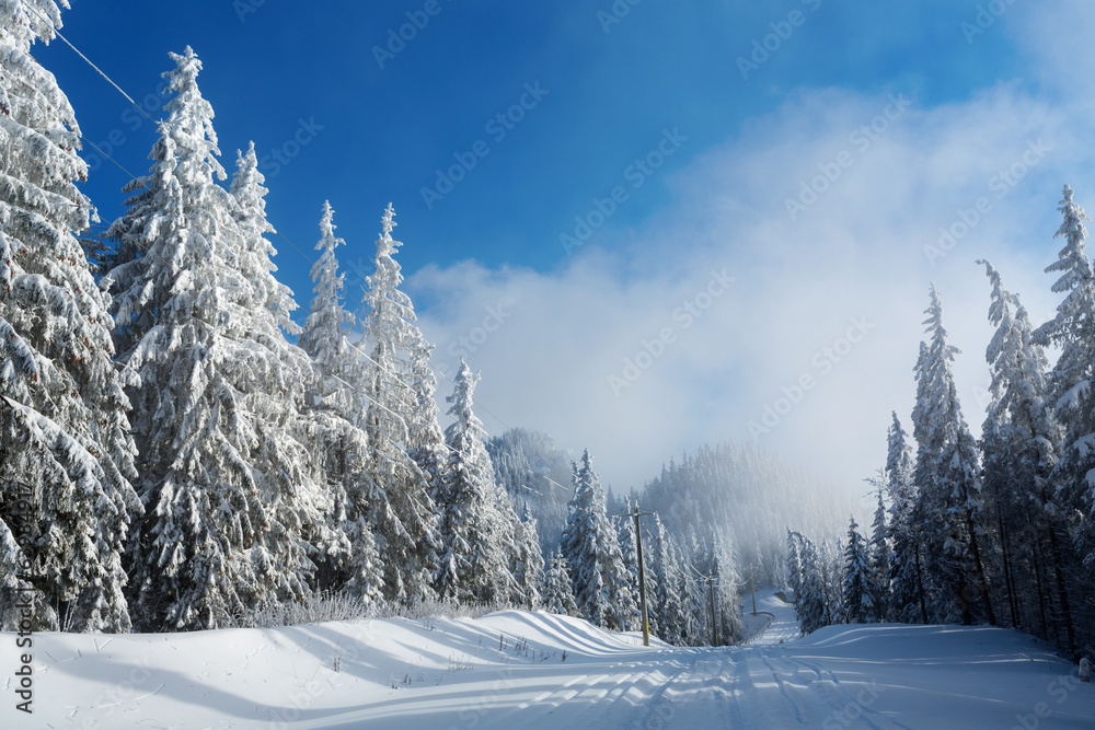 Obraz premium Road in mountain full of snow with firs