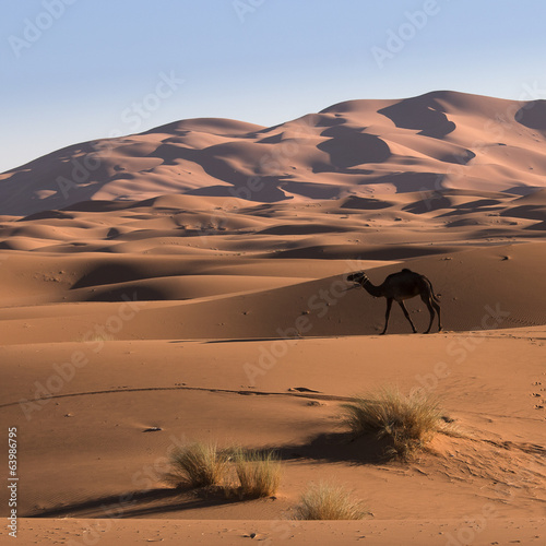 Camel in the desert Sahara  Morocco