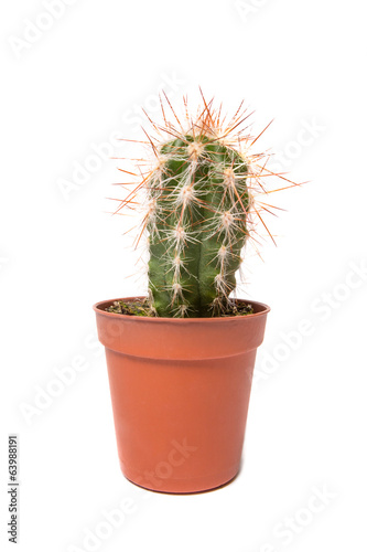 Cactus isolated on white background