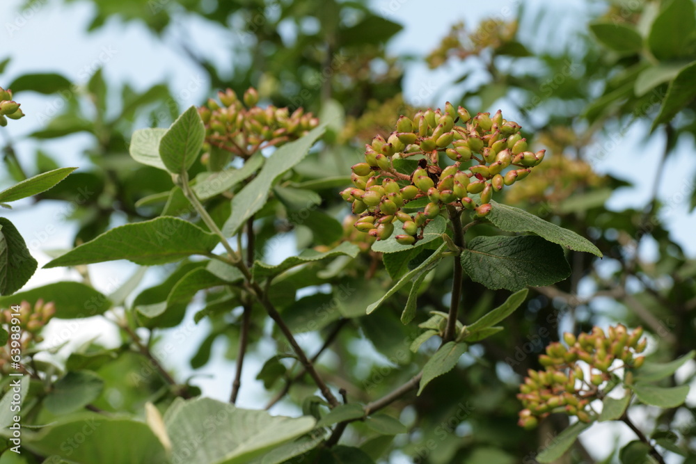 Viorne lantane (Viburnum lantana)