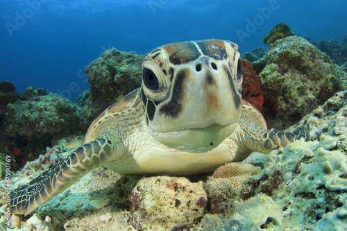 Green Sea Turtle  Chelonia mydas 