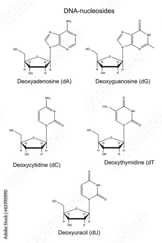 Structural chemical formulas of  DNA nucleosides
